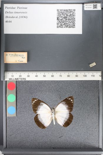 Media type: image;   Entomology 130347